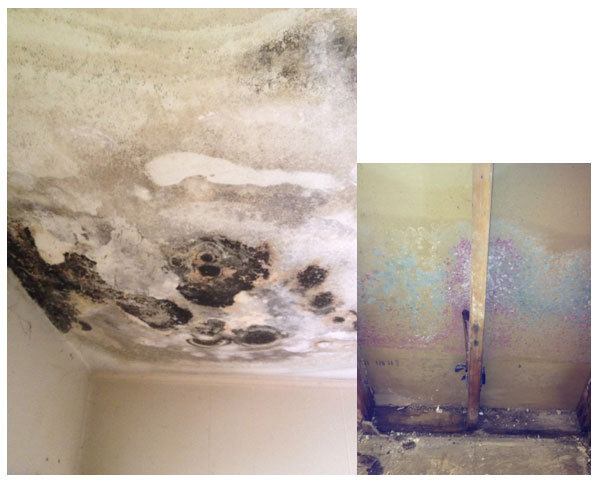 Mold spores growing on ceiling and inside wall. Studs are exposed and mold is visible on wall board.